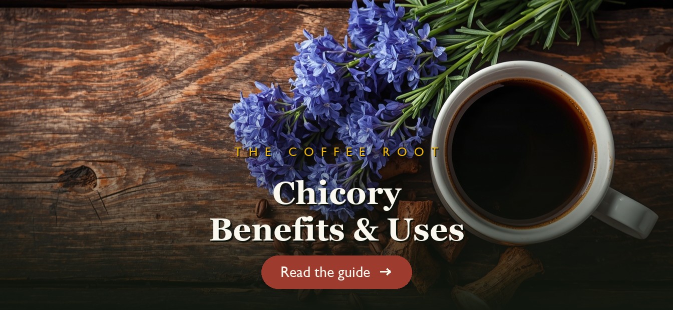 Blue chicory flowers with roasted chicory root and a cup of chicory coffee on a wooden table