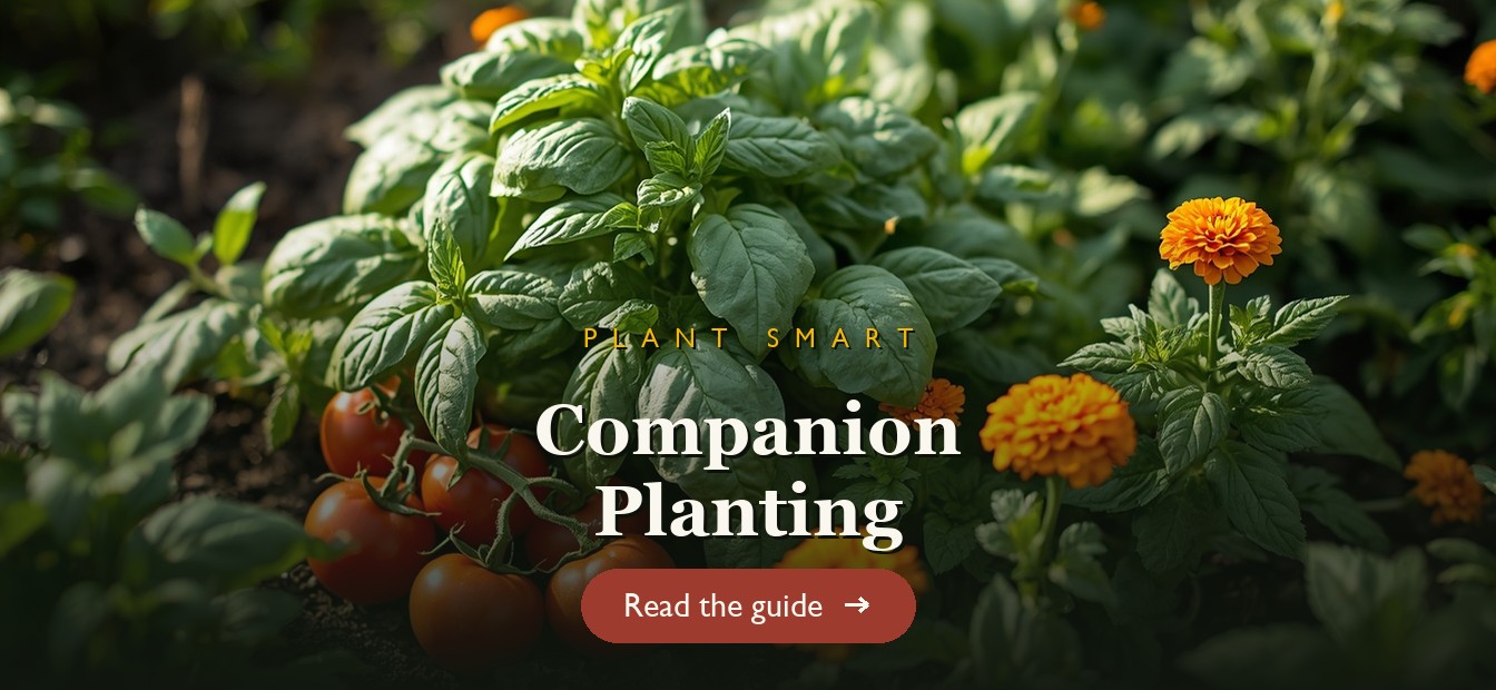 A garden bed with tomatoes, basil and marigolds growing together