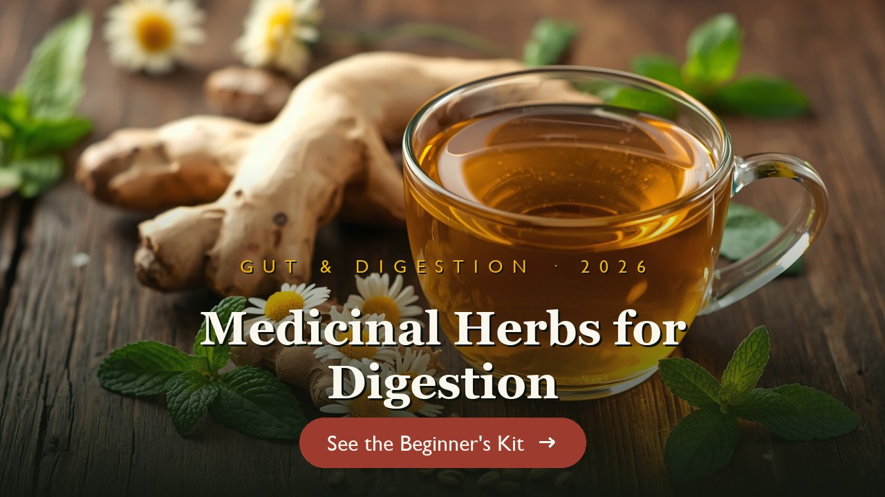 Chamomile and ginger digestive tea with fresh ginger on a wooden table