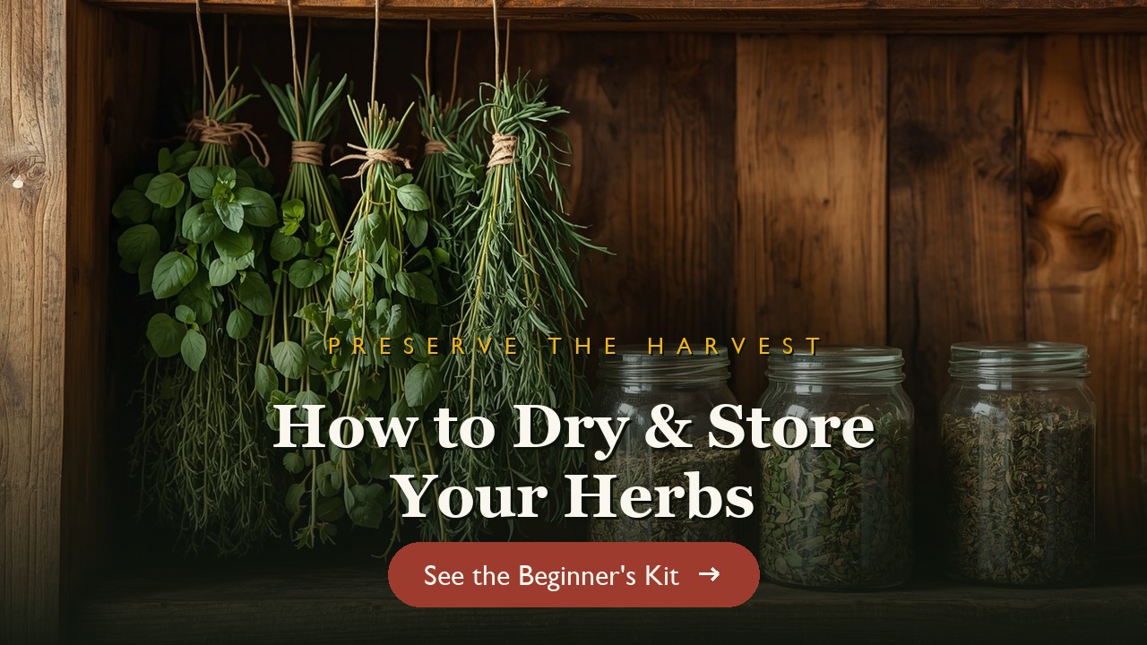 Herbs hanging to dry beside jars of dried herbs on a kitchen shelf