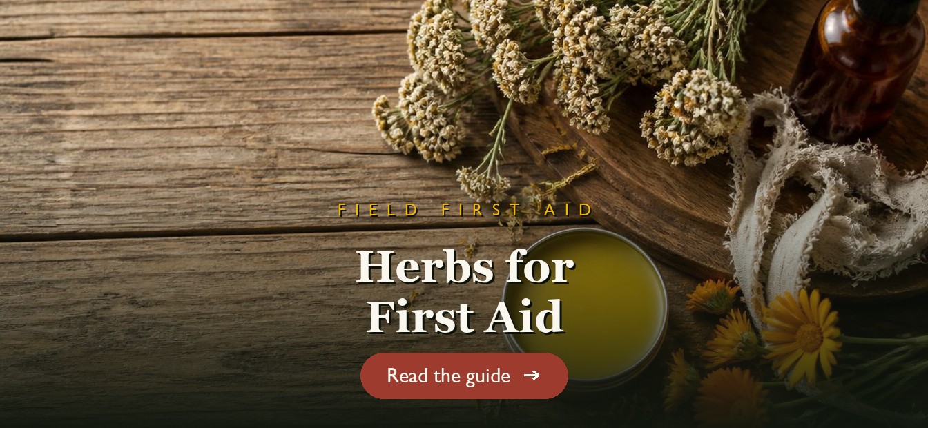 A herbal first-aid kit with yarrow, calendula salve and fresh herbs on a wooden table