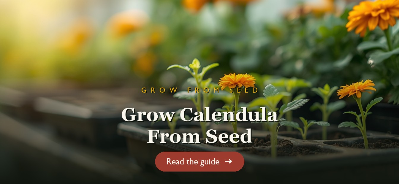 Calendula seedlings sprouting in a seed tray