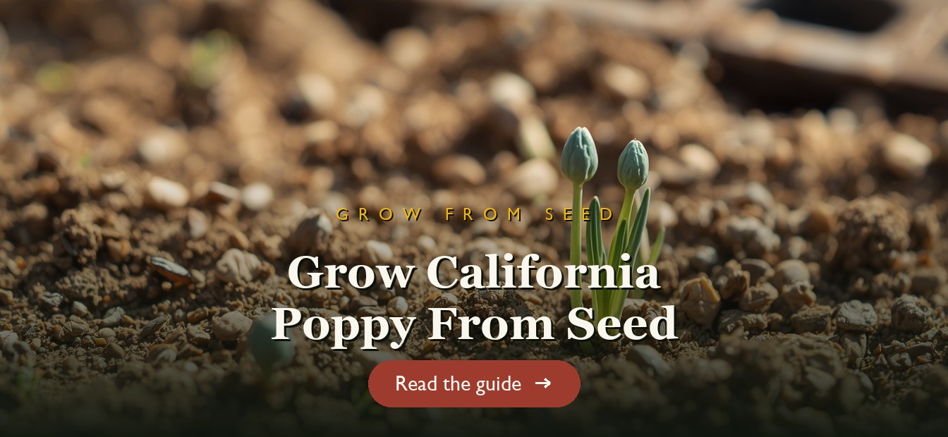 California poppy seedlings sprouting in soil