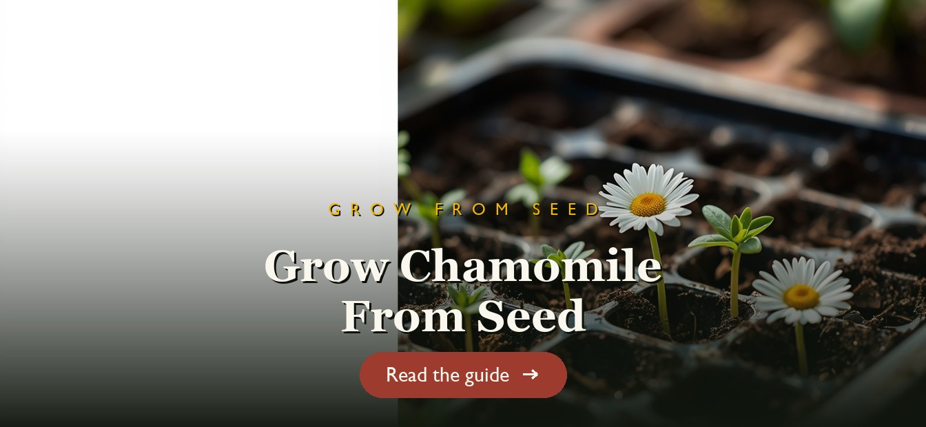 Chamomile seedlings sprouting in a seed tray beside chamomile flowers