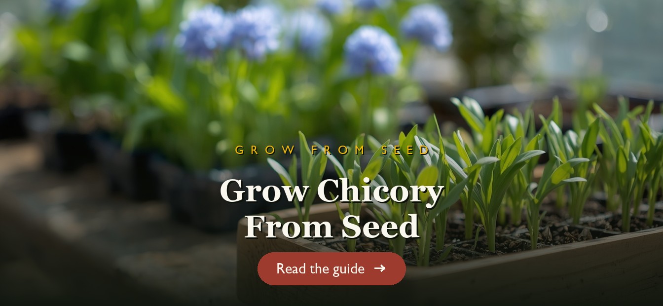Chicory seedlings sprouting in a seed tray