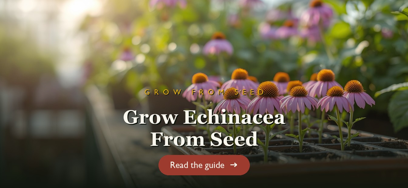 Echinacea seedlings sprouting in seed trays beside coneflowers