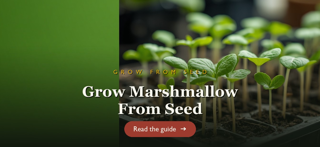 Marshmallow seedlings in a seed tray