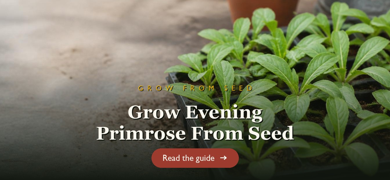 Evening primrose seedlings in a seed tray