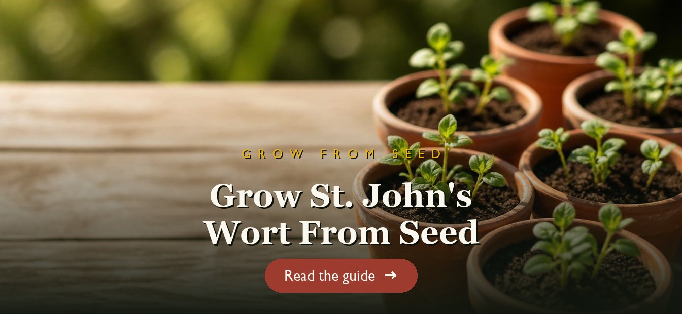 St. John's Wort seedlings in small pots