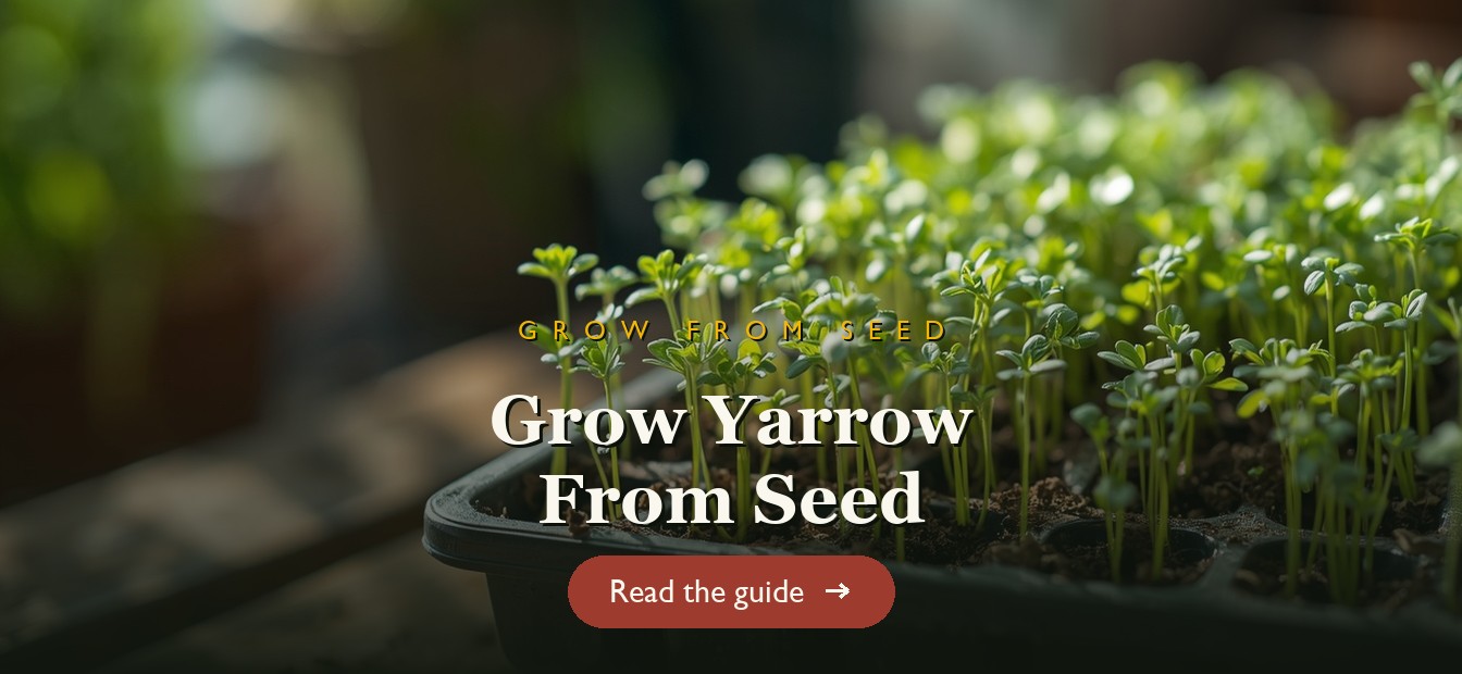 Yarrow seedlings in a seed tray