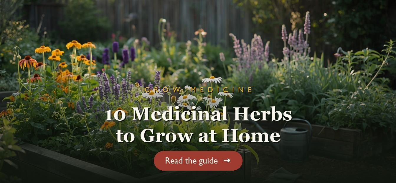 Backyard medicinal herb garden with echinacea, calendula and lavender in bloom