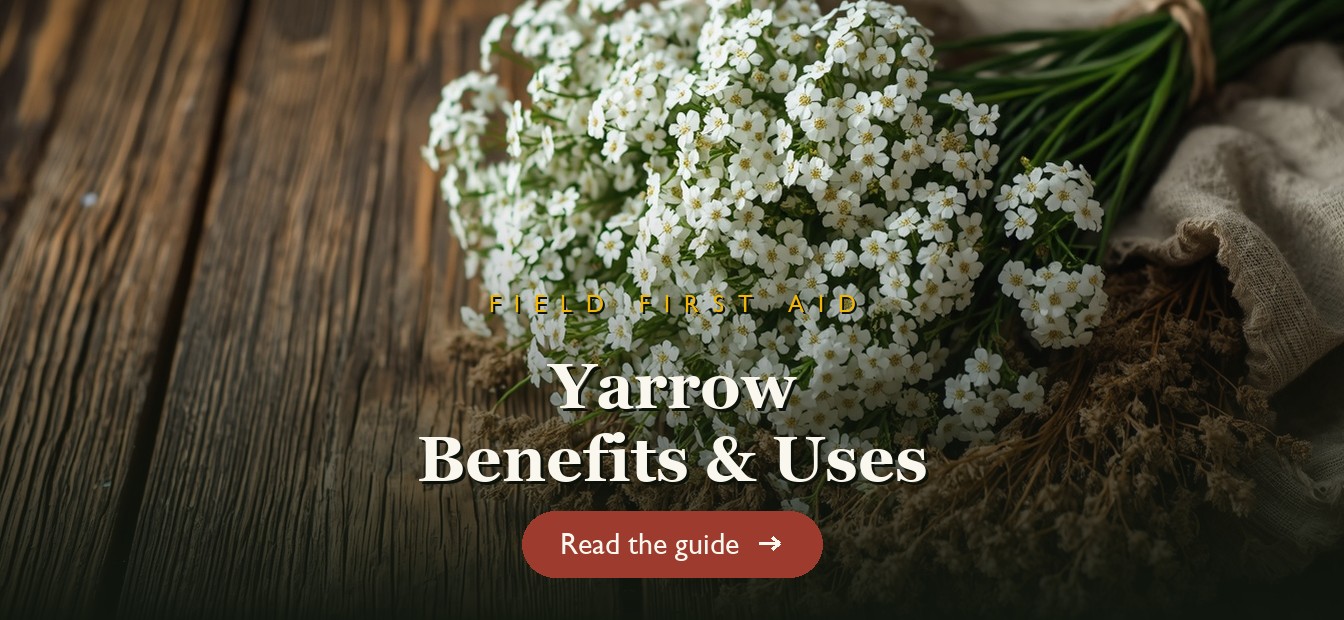 White yarrow flowers with dried yarrow and a first-aid cloth on a wooden table